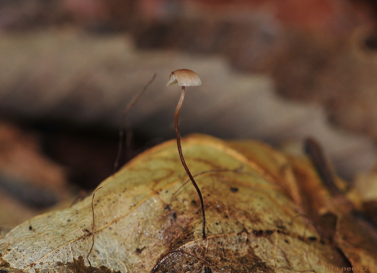 I primi di stagione...